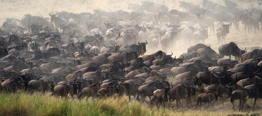 Migration-Safari-Africa-Kenya-MARA8L0943 (1)