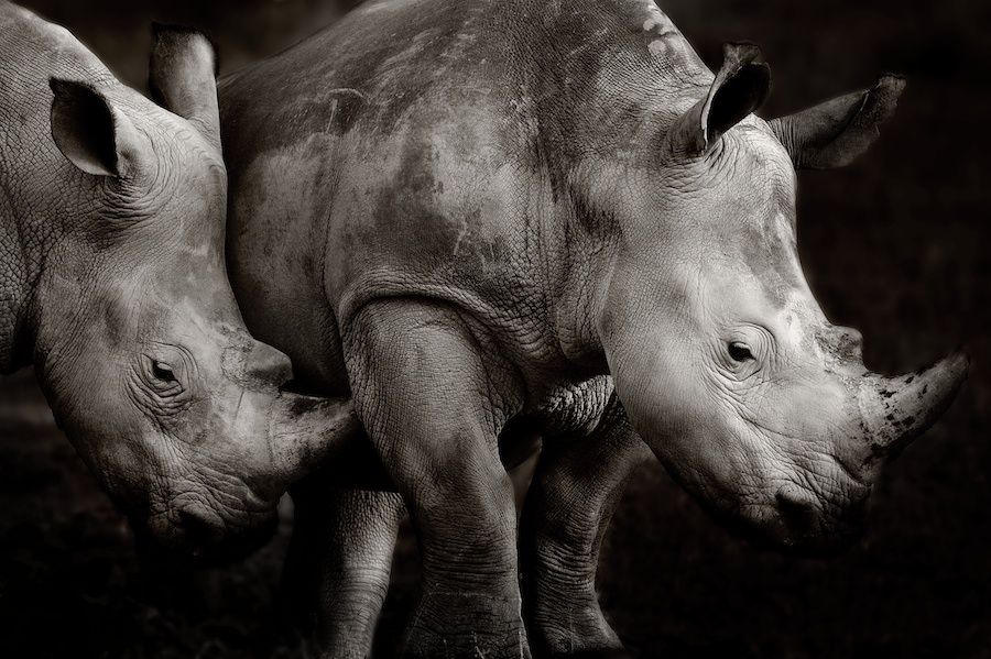 Portrait of White Rhino, Lake Nakuru, Kenya