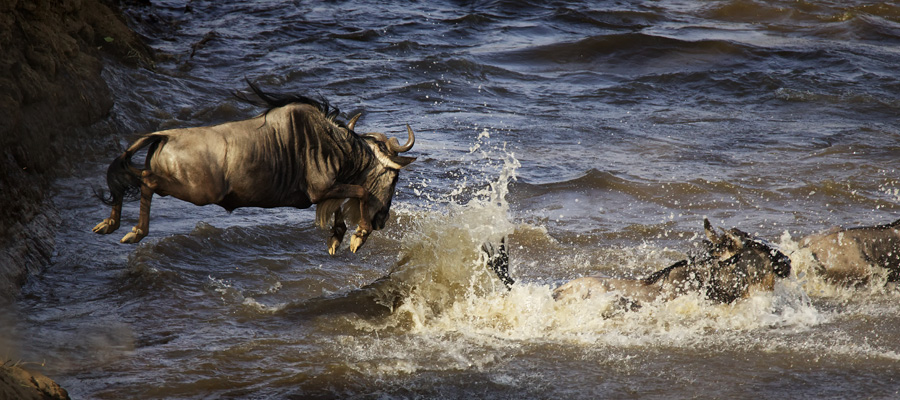 Safari-Africa-Photo-BV2U7064