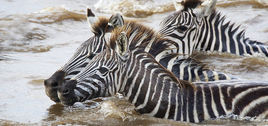 Zebra-Safari-Africa-migration-MARA8L4451