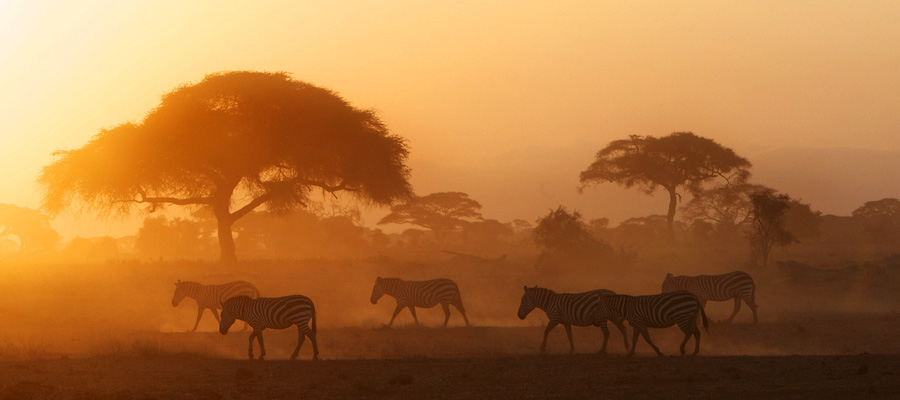 Zebra-safari-africa-26P3306