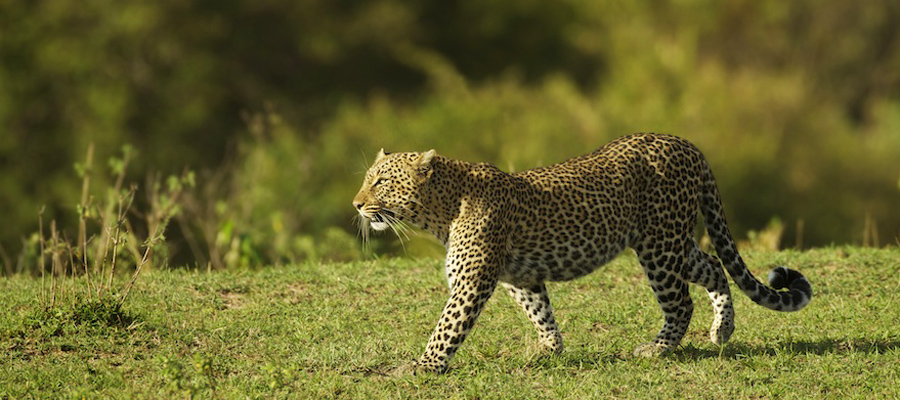leopard-africa-safari-piper-mackay-MaraAugN2209