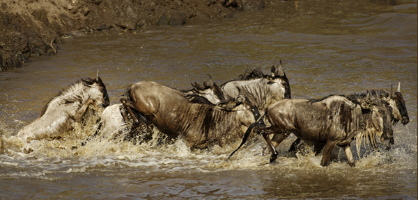 Africa-Photo-safari-Kenya-IMG_6099