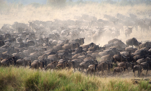 Africa-Photo-safari-Kenya-MARA8L0943