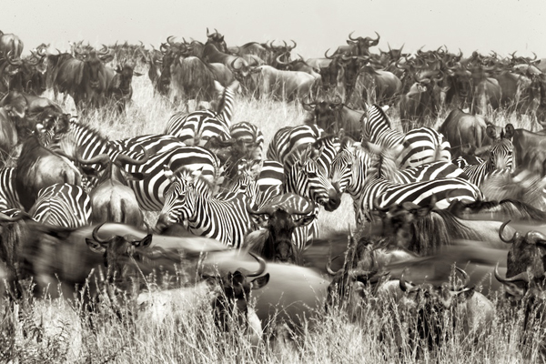 Africa-Photo-safari-Kenya-MaraJulyO2567