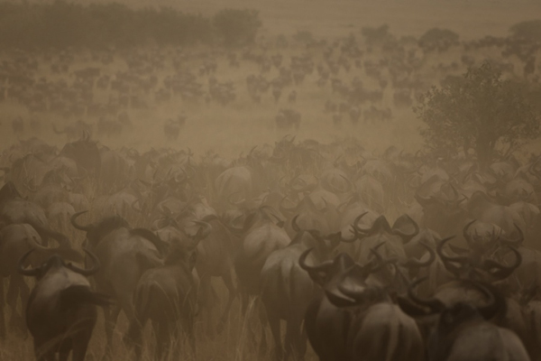 Africa-Photo-safari-Kenya-MaraJulyO2781