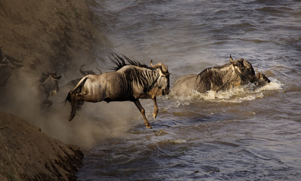 Africa-Photo-safari-Kenya-MaraJulyO4517
