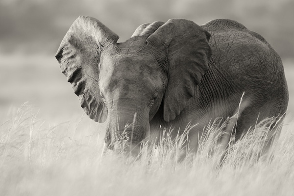 Elephant-Africa-Safari-Blog