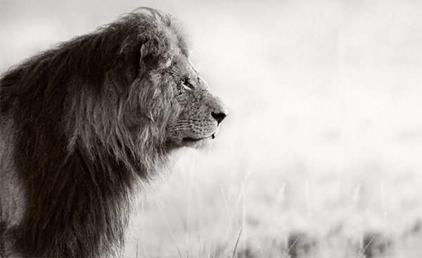 Lion-Africa-safari-blog