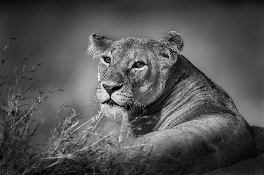 female lion, maasai mara, kenya