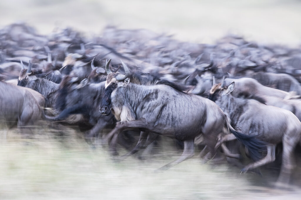 Great Migration on the run in Kenya