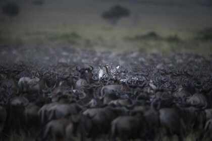 Great-Migration-Photo-Safari_DSC1480