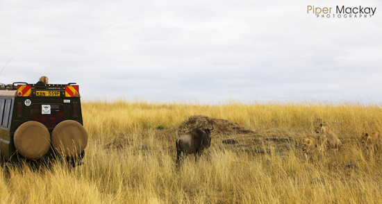 Safari-Lions