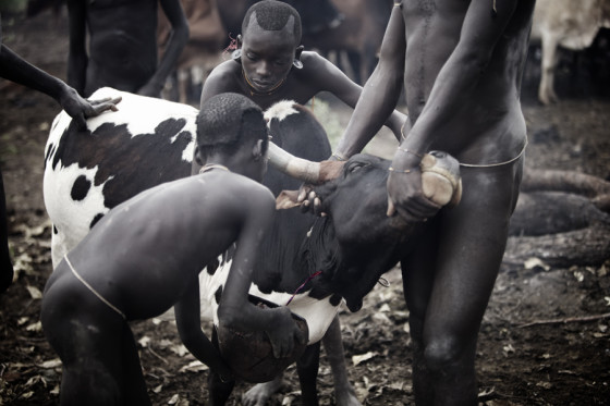 Suri cattle camp in the Omo Valley, Ethiopia