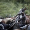 Suri cattle camp in the Omo Valley, Ethiopia