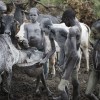 Suri cattle camp in the Omo Valley, Ethiopia