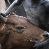 Suri cattle camp in the Omo Valley, Ethiopia