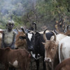 Suri cattle camp in the Omo Valley, Ethiopia