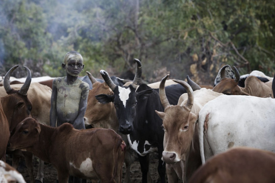 Suri cattle camp in the Omo Valley, Ethiopia