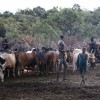 Suri cattle camp in the Omo Valley, Ethiopia