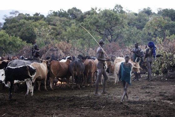 Suri cattle camp in the Omo Valley, Ethiopia