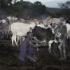 Suri cattle camp in the Omo Valley, Ethiopia