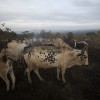 Suri cattle camp in the Omo Valley, Ethiopia