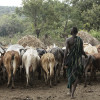 Suri cattle camp in the Omo Valley, Ethiopia