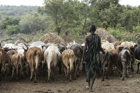 Suri cattle camp in the Omo Valley, Ethiopia