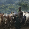 Suri cattle camp in the Omo Valley, Ethiopia