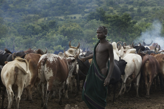 Suri cattle camp in the Omo Valley, Ethiopia