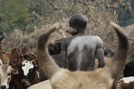 Suri cattle camp in the Omo Valley, Ethiopia