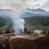 Suri cattle camp in the Omo Valley, Ethiopia