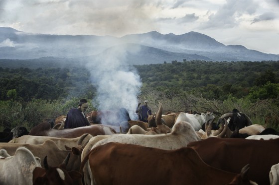 Suri cattle camp in the Omo Valley, Ethiopia