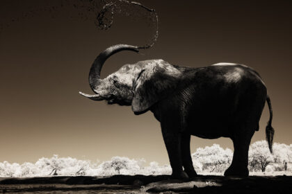 Elephant-AFrica-Infrared-PZ7_8388 copy