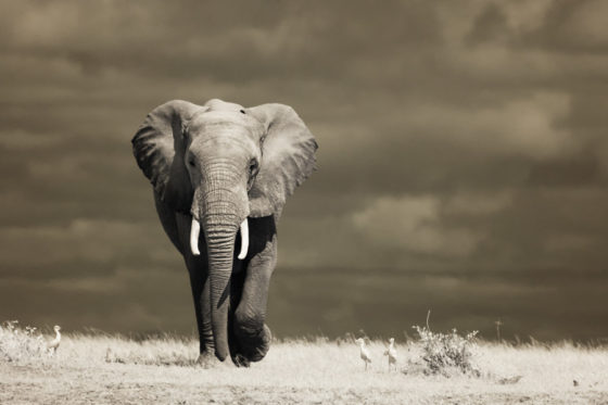 Elephant In Amboseli