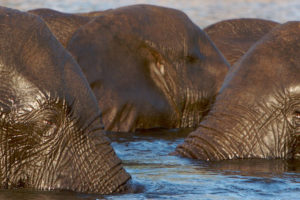 Botswana Elephants