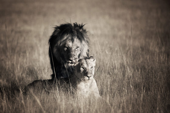 Lions In The Mara