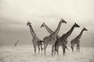 Group of Giraffe on the plains