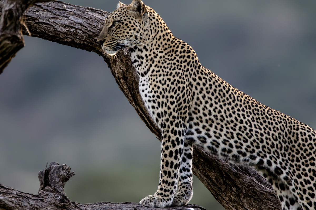 leopard-5e4a1026-edit