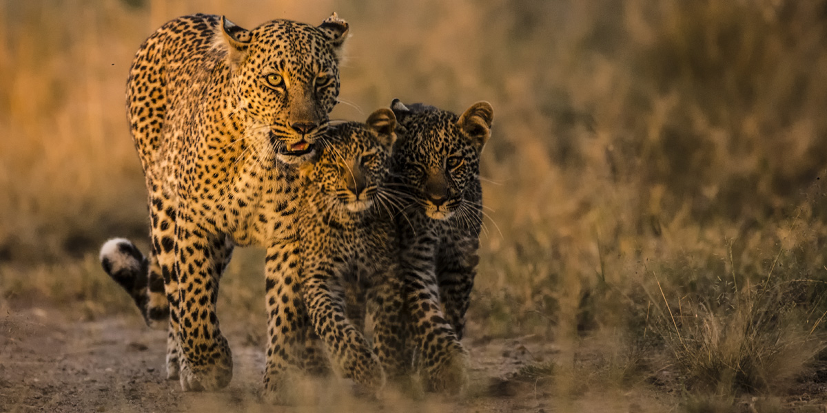 leopard-cubs-africa-safari-bv2u3356