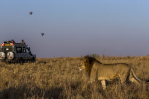 lion-africa-safari-tirecoverbv2u5114