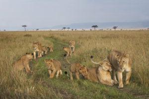 Lion pride waling with cubs