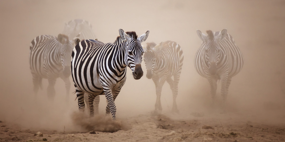 zebra-africa-safari-img_2623