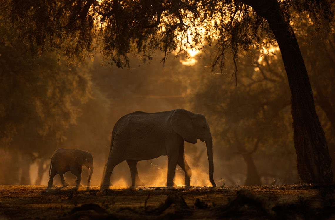 Elephants-Africa-Piper-mackay-BV2U9302