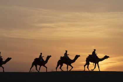 Incredible India photo tour camels in the desert