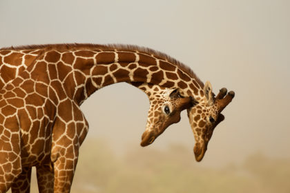 A pair of reticulated giraffes
