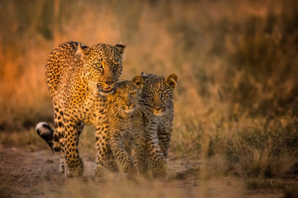 Leopard with cubs captured on a photo safari in Kenya