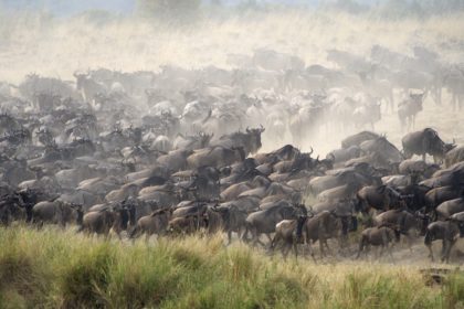 Great-Migration-Safari