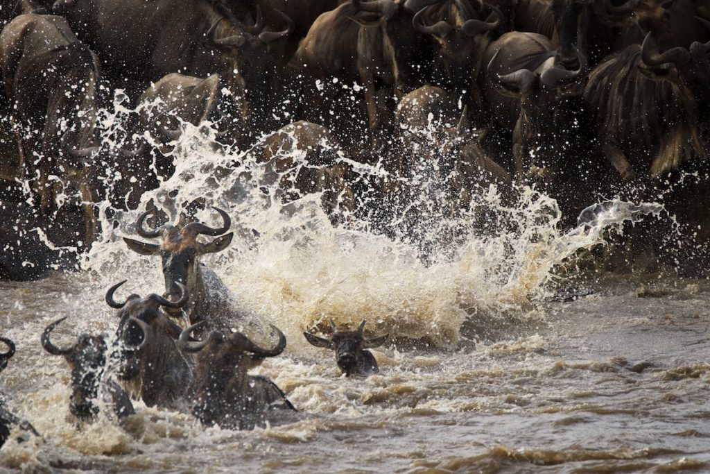 Great Migration crossing the Mara river while on Safari